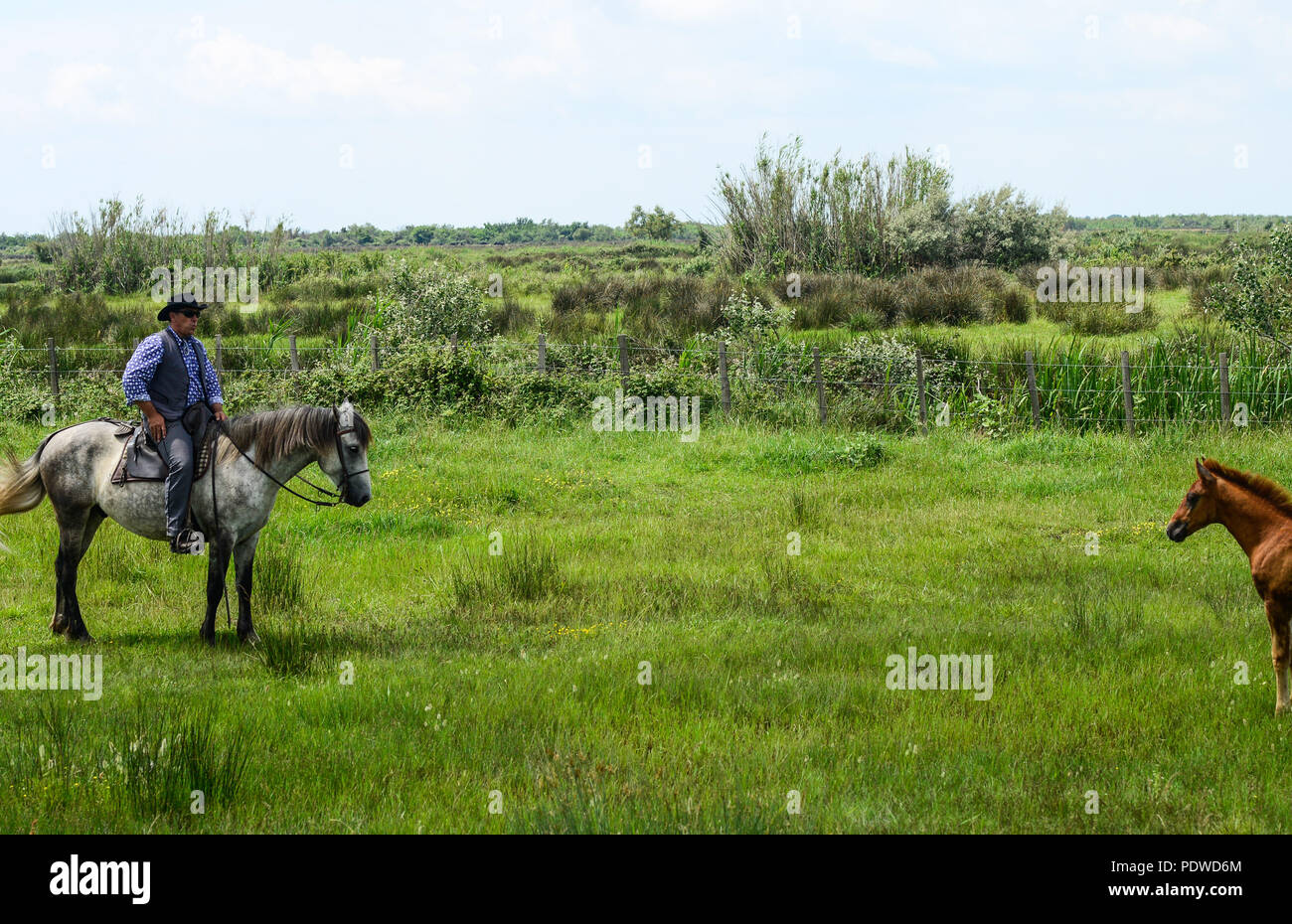 Los turistas de cruceros visitan una granja de caballos y toros con caballos jóvenes, trabajadores posando y jinetes redondeando los toros en la región de Camargue, Francia 2018 Foto de stock