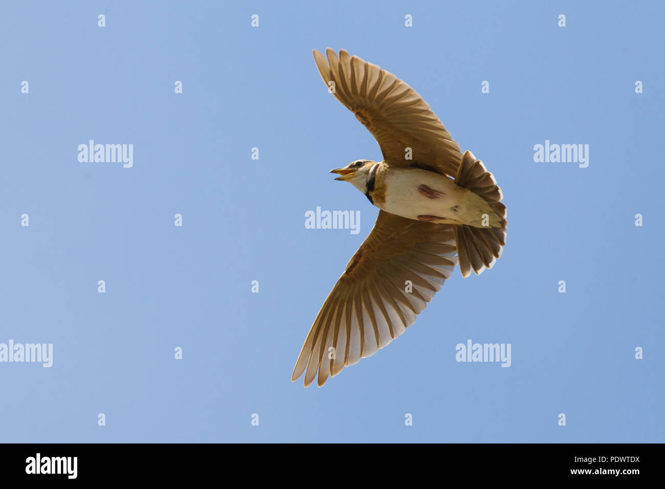 Alondra Bimaculated volando contra un cielo azul Fotografía de stock - Alamy