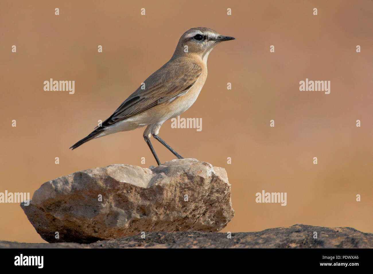 Op een rotssteen Izabeltapuit. Wheatear isabelino en las rocas. Foto de stock