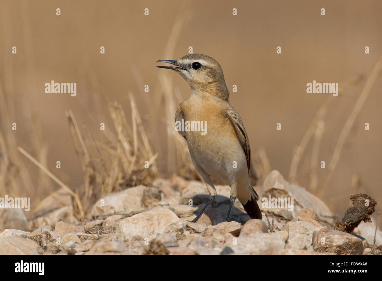 Op een rotssteen Izabeltapuit. Wheatear isabelino en las rocas. Foto de stock