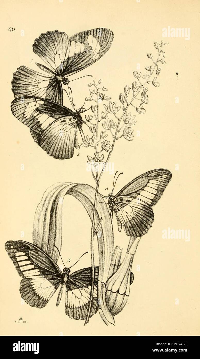 Arcanos Entomologica O Ilustraciones De Nuevo Raras E Interesantes Insectos Pl 40 Fotografia De Stock Alamy