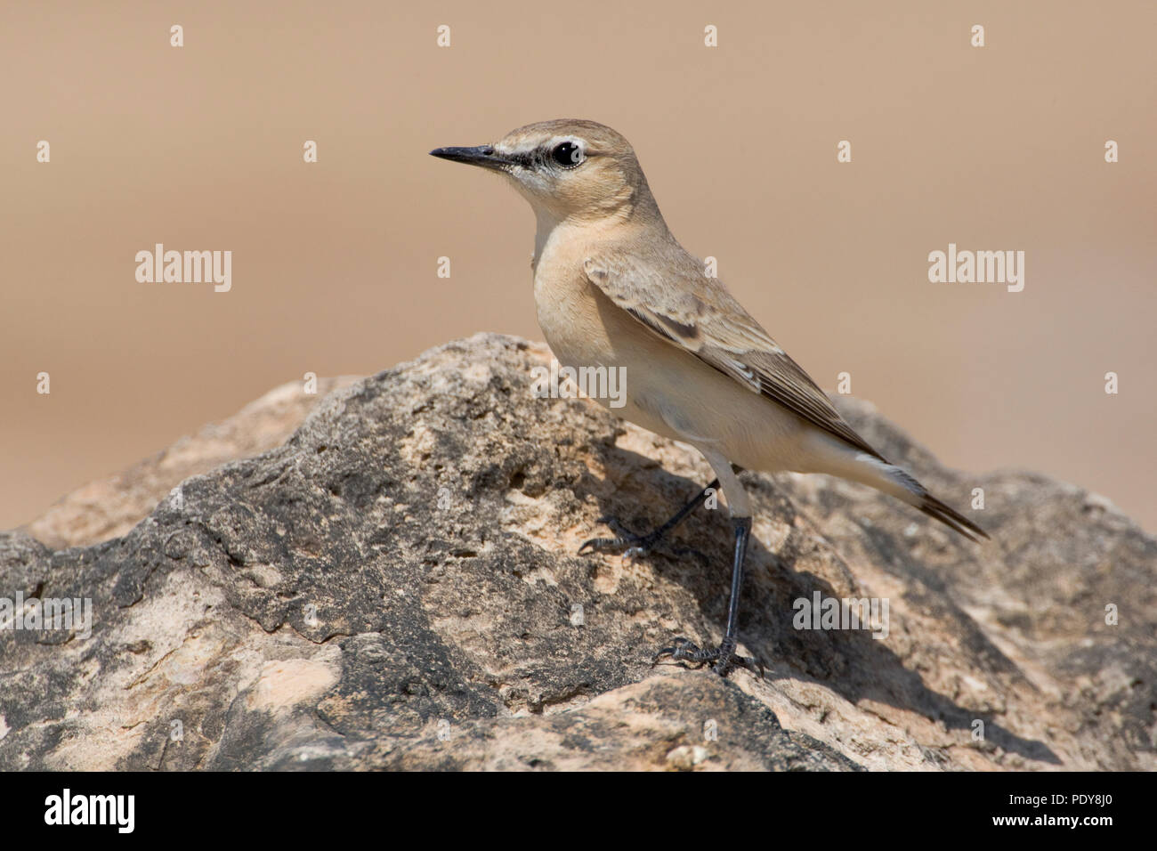 Op een rotssteen Izabeltapuit. Wheatear isabelino en las rocas. Foto de stock