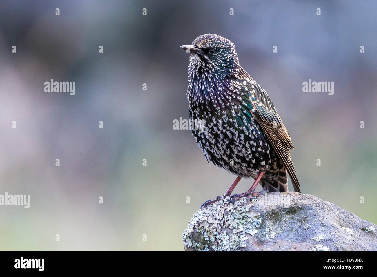 Estornino Pinto Sturnus vulgaris; granti Foto de stock