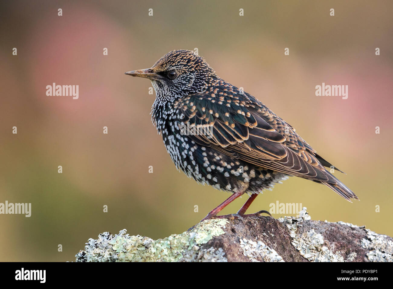 Estornino Pinto Sturnus vulgaris; granti Foto de stock