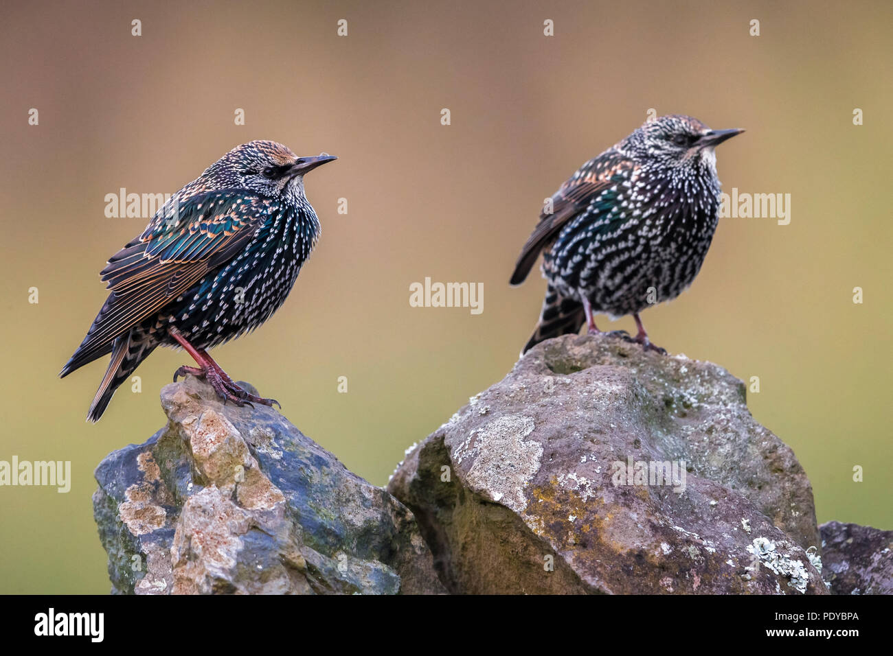 Estornino Pinto Sturnus vulgaris; granti Foto de stock