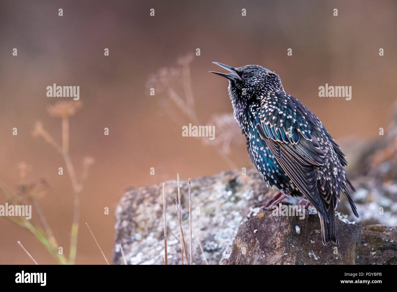 Estornino Pinto Sturnus vulgaris; granti Foto de stock