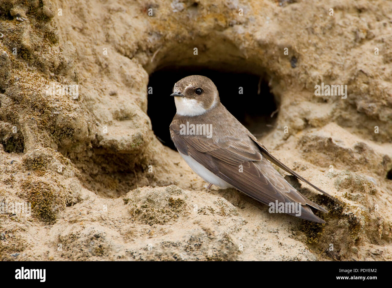 Oeverzwaluw voor nestgatSand Martin sentado delante del orificio de su nido. Foto de stock