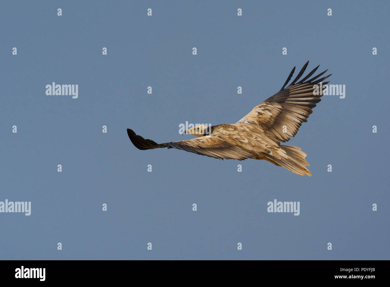 Onvolwassen vliegende Aasgier; inmaduro volando Alimoche; Neophron percnopterus. Foto de stock
