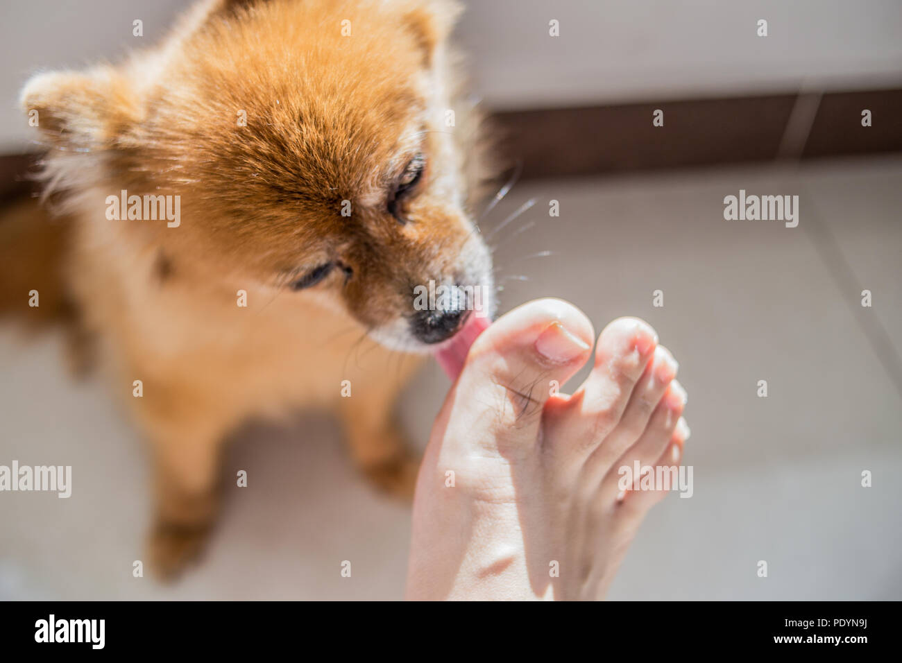 Perro lame pies Fotografía de stock - Alamy