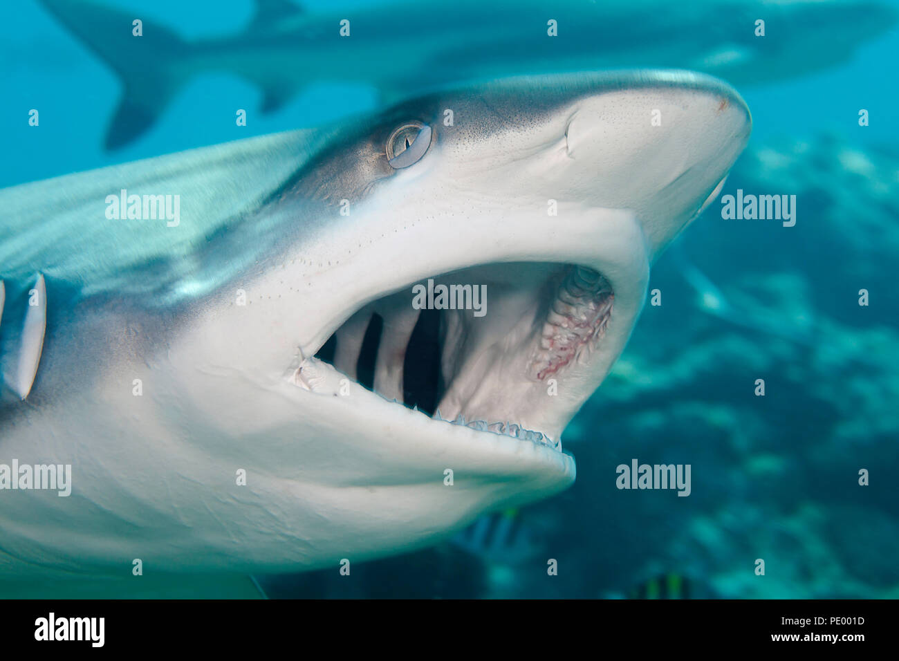 Un tiburón gris de arrecife, Carcharhinus amblyrhynchos, abre la boca durante un tiburón se alimentan de la isla de Yap, Micronesia. Foto de stock