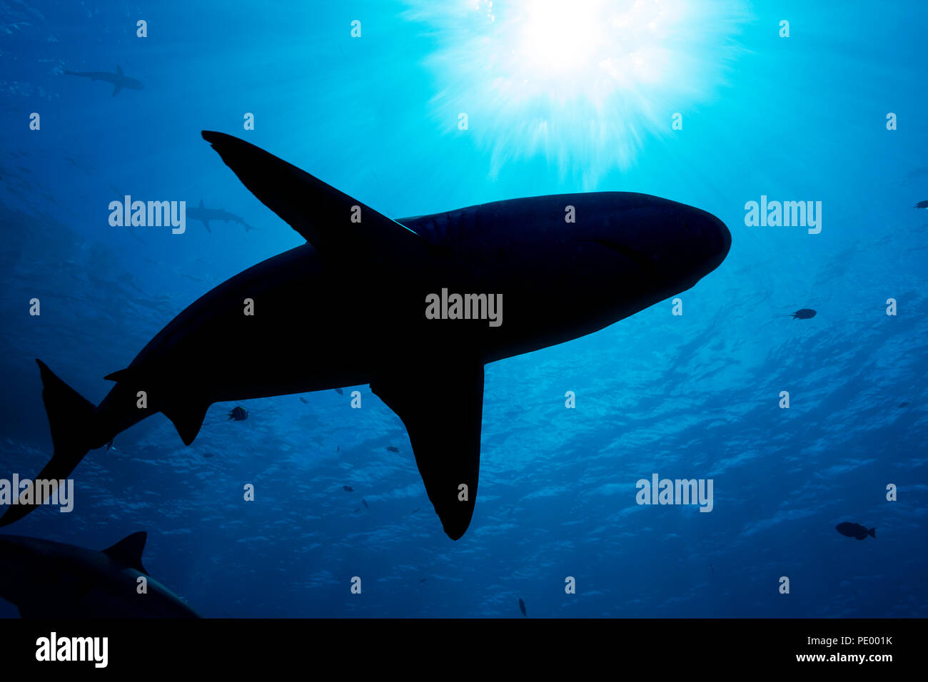 Tiburones de arrecife Blacktip, Carcharhinus melanopterus, Yap, Micronesia. Foto de stock