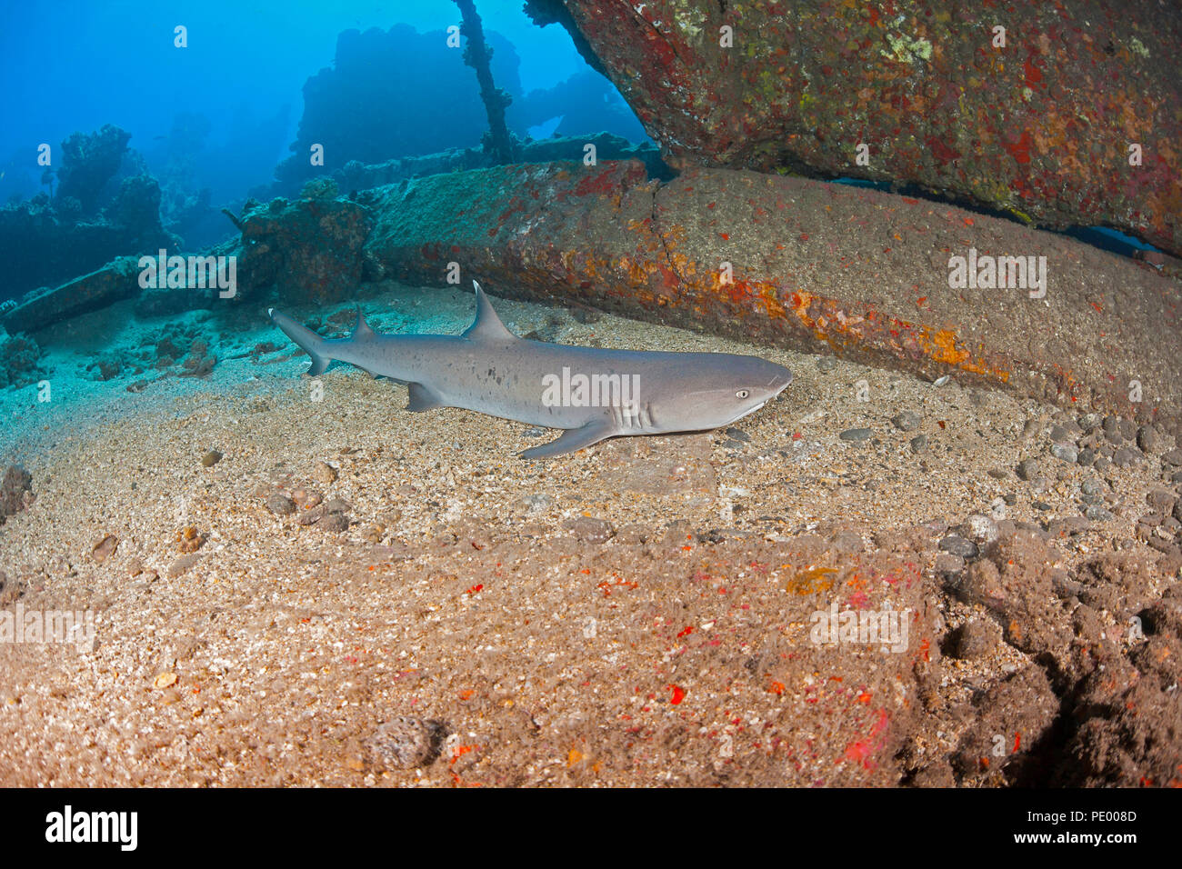 Un whitetip Shark Reef, Triaenodon obesus, descansa en la parte inferior, junto a algunos de los restos de Mala Wharf, que fue destruida por una tormenta, Maui, Hawaii. Foto de stock