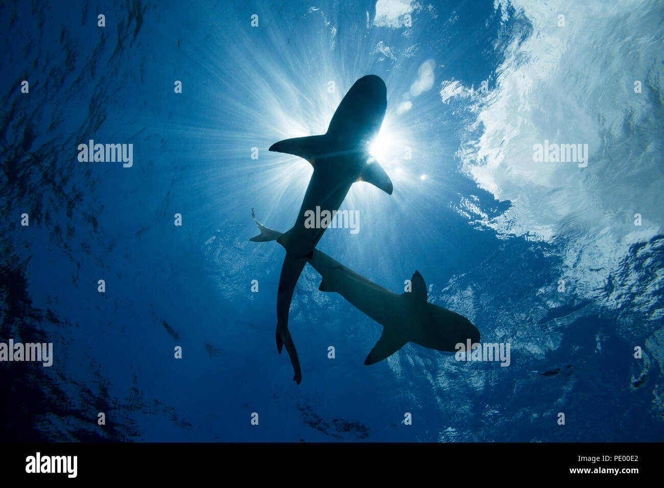 Tiburones de arrecife Blacktip, Carcharhinus melanopterus, Yap, Micronesia. Foto de stock