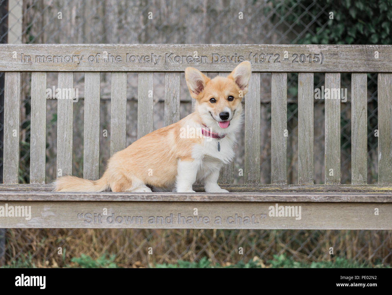 4 mes de edad Welsh Corgi Pembroke cachorro en un paseo por el campo, Oxfordshire, REINO UNIDO Foto de stock