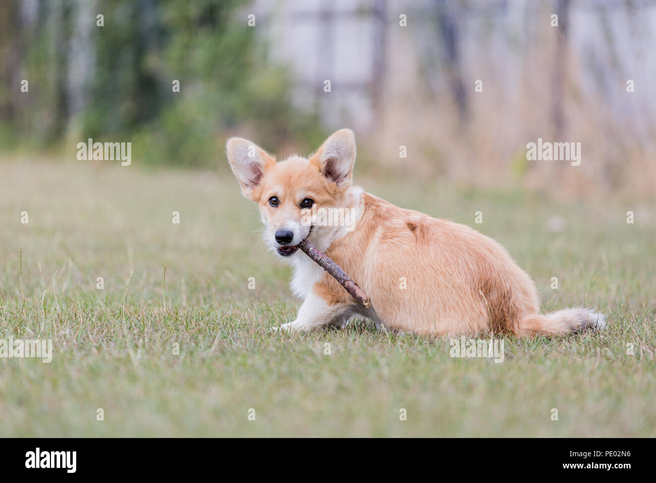 4 mes de edad Welsh Corgi Pembroke cachorro en un paseo por el campo, Oxfordshire, REINO UNIDO Foto de stock