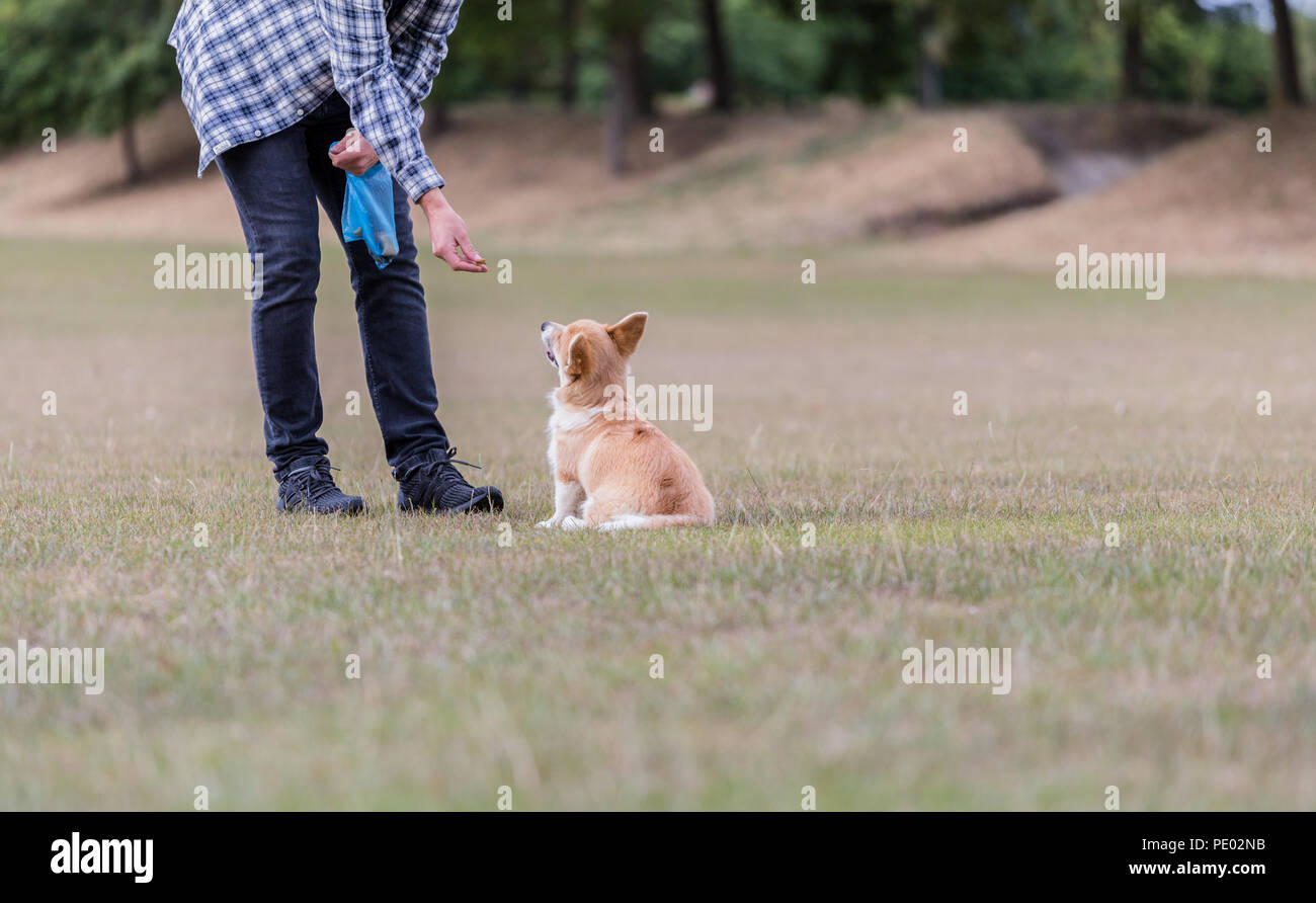 4 mes de edad Welsh Corgi Pembroke cachorro en un paseo con su dueño macho en la campiña, Oxfordshire, REINO UNIDO Foto de stock