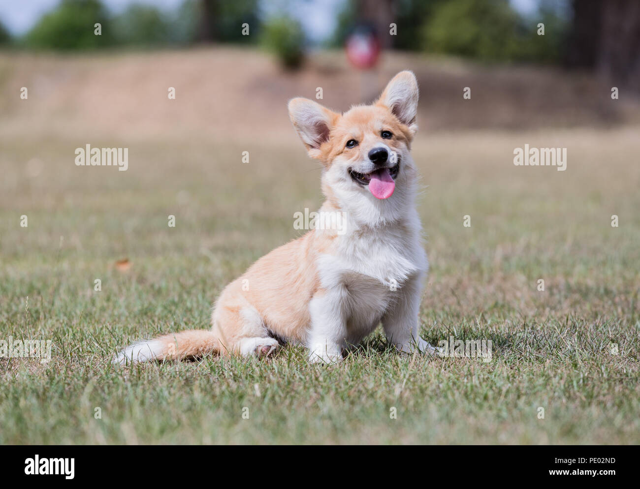 4 mes de edad Welsh Corgi Pembroke cachorro en un paseo por el campo, Oxfordshire, REINO UNIDO Foto de stock