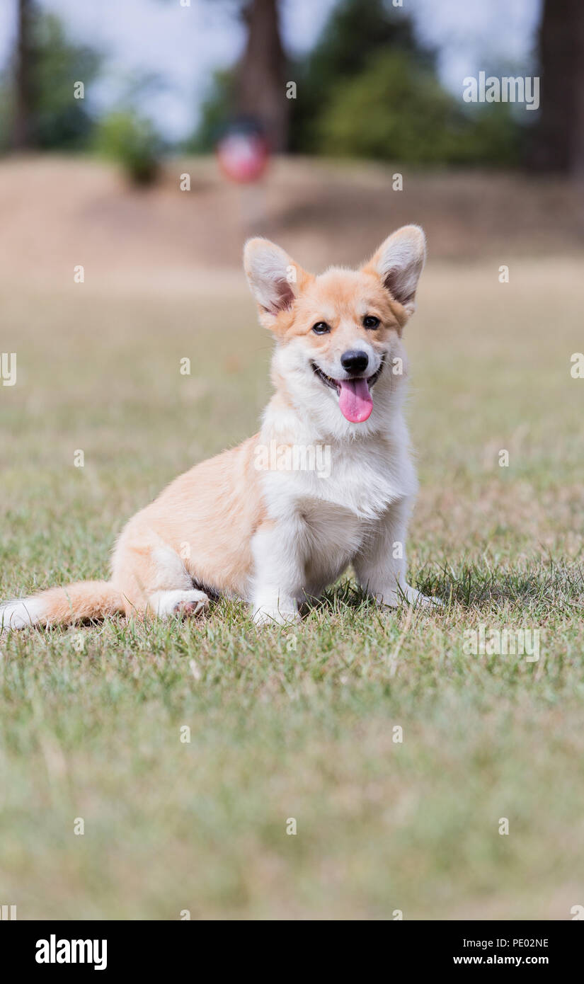 4 mes de edad Welsh Corgi Pembroke cachorro en un paseo por el campo, Oxfordshire, REINO UNIDO Foto de stock