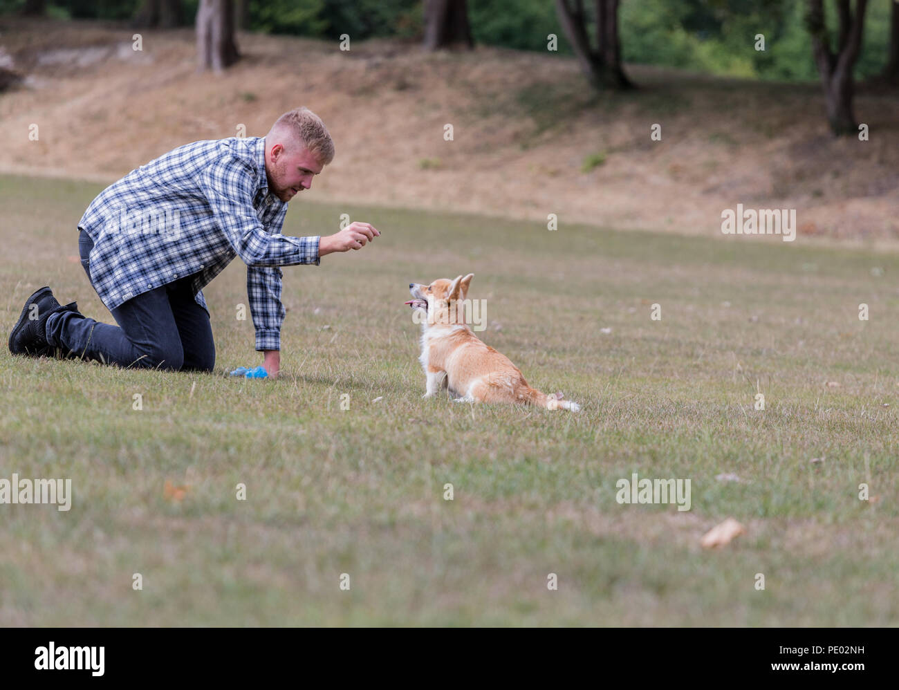 4 mes de edad Welsh Corgi Pembroke cachorro en un paseo con su dueño macho en la campiña, Oxfordshire, REINO UNIDO Foto de stock