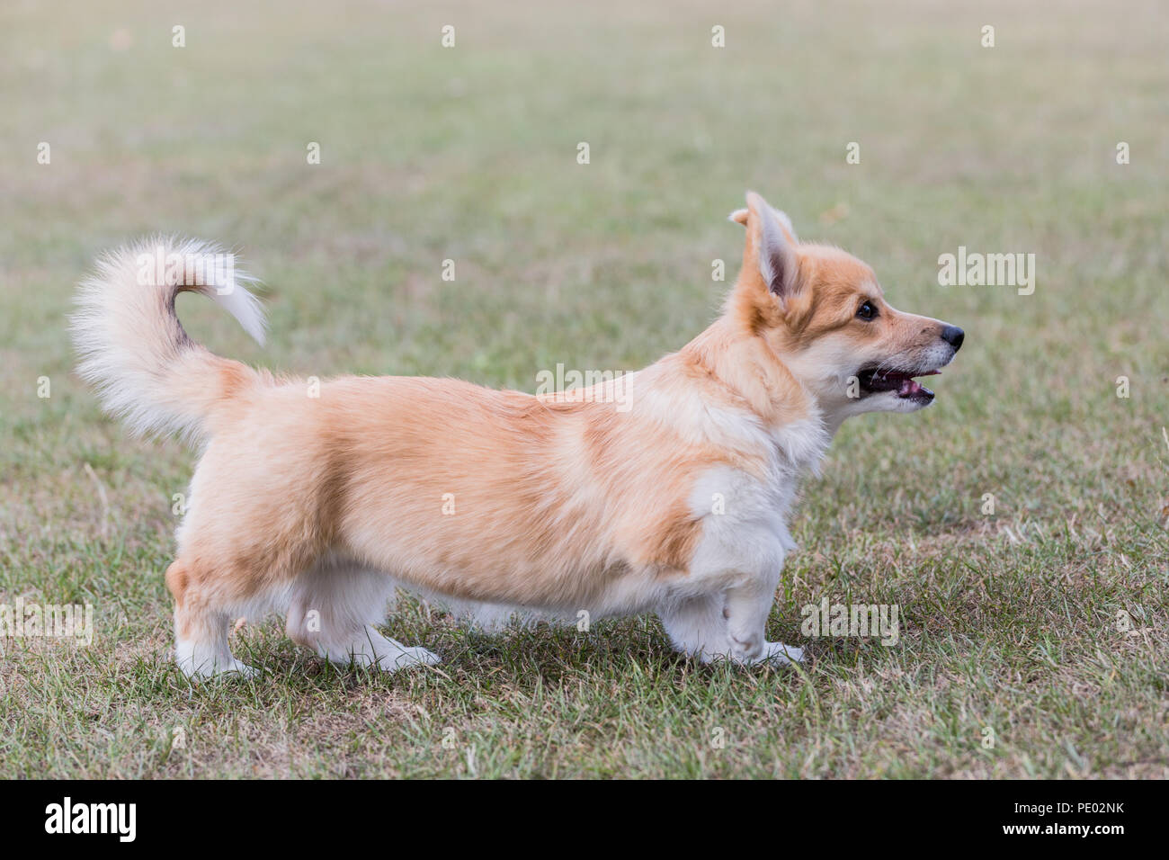 4 mes de edad Welsh Corgi Pembroke cachorro en un paseo por el campo, Oxfordshire, REINO UNIDO Foto de stock