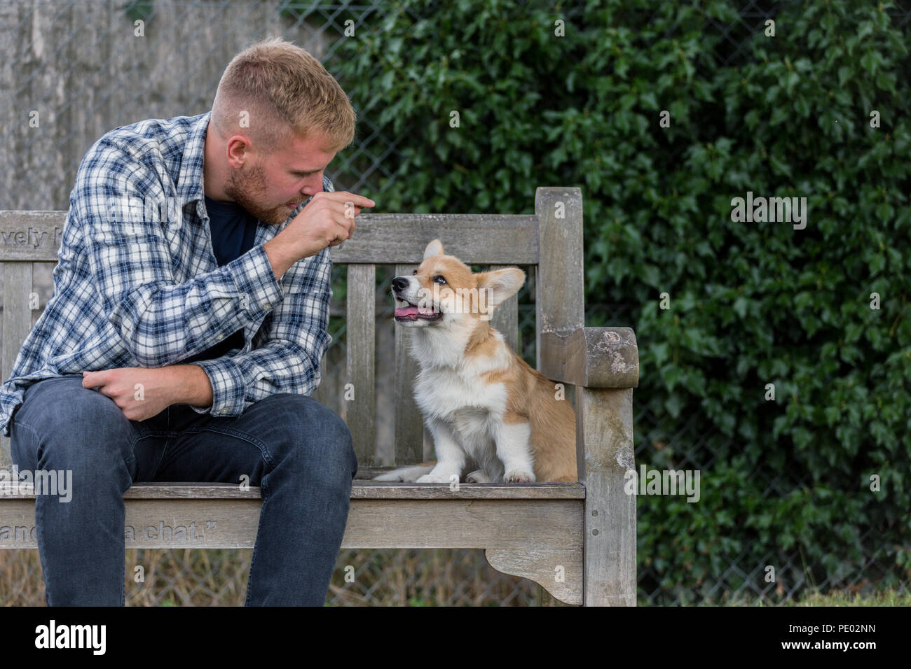 4 mes de edad Welsh Corgi Pembroke cachorro en un paseo con su dueño macho en la campiña, Oxfordshire, REINO UNIDO Foto de stock