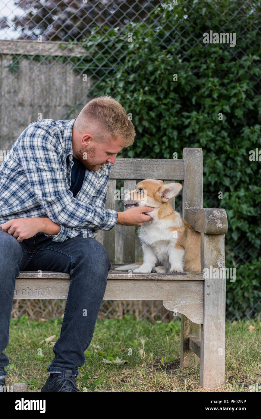 4 mes de edad Welsh Corgi Pembroke cachorro en un paseo con su dueño macho en la campiña, Oxfordshire, REINO UNIDO Foto de stock