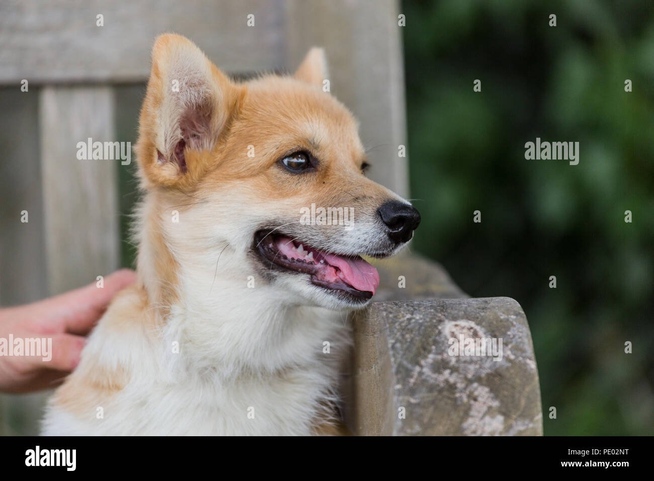 4 mes de edad Welsh Corgi Pembroke cachorro en un paseo por el campo, Oxfordshire, REINO UNIDO Foto de stock