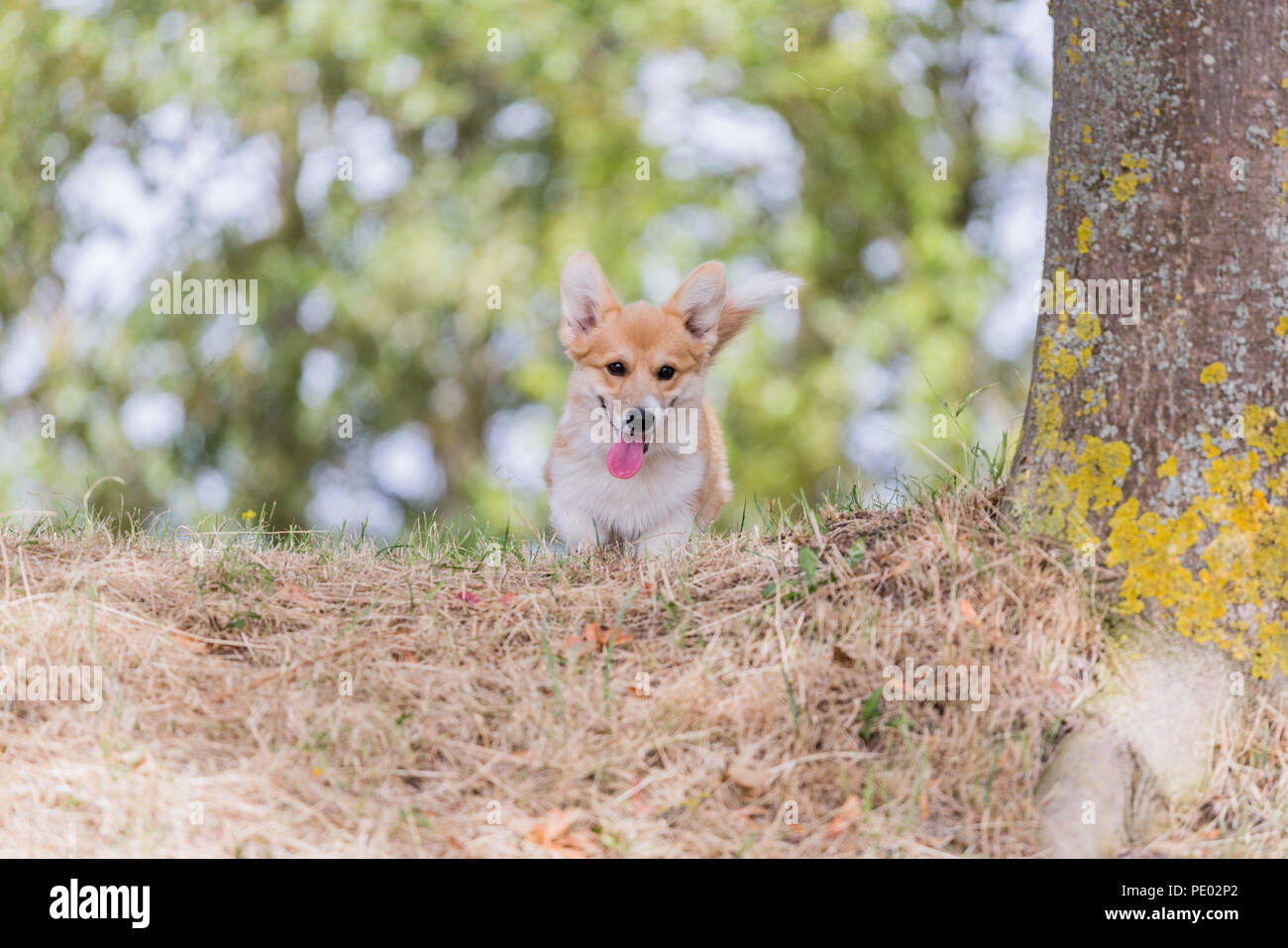 4 mes de edad Welsh Corgi Pembroke cachorro en un paseo por el campo, Oxfordshire, REINO UNIDO Foto de stock