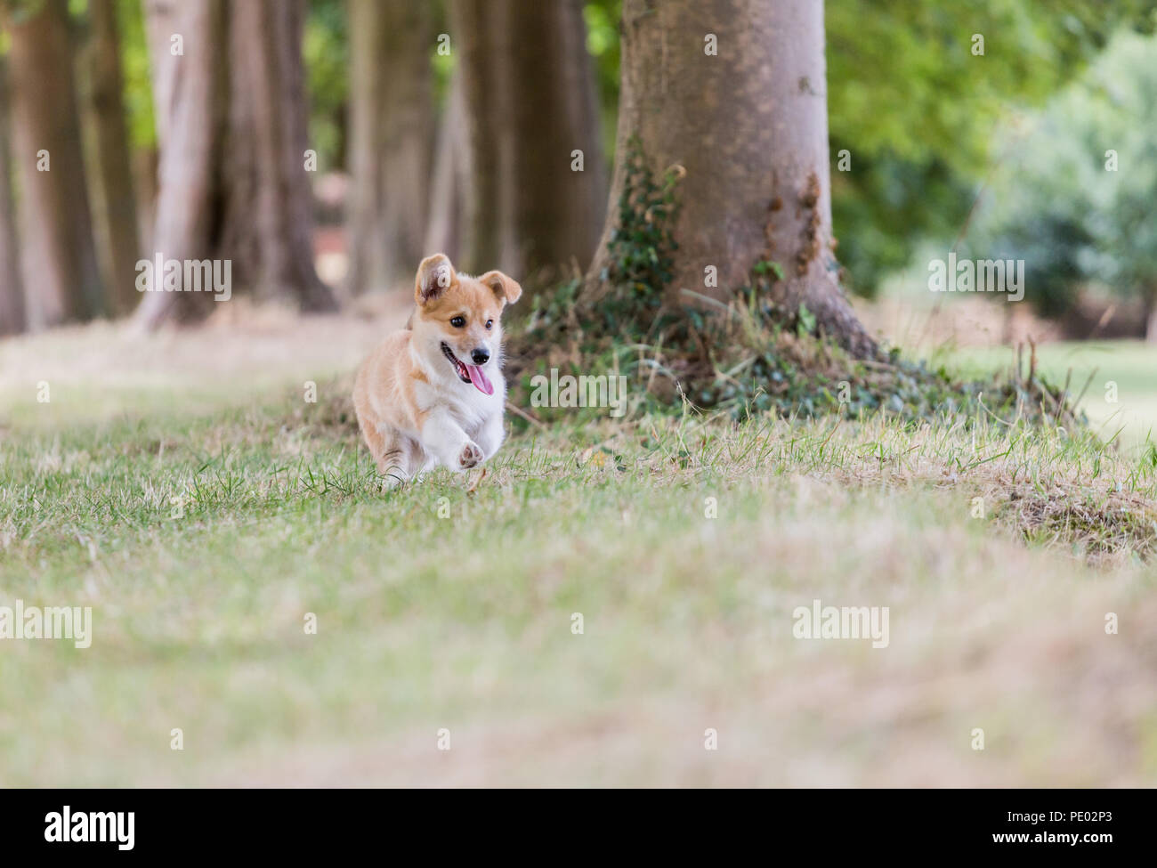 4 mes de edad Welsh Corgi Pembroke cachorro en un paseo por el campo, Oxfordshire, REINO UNIDO Foto de stock