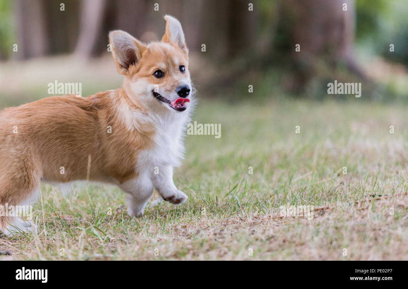 4 mes de edad Welsh Corgi Pembroke cachorro en un paseo por el campo, Oxfordshire, REINO UNIDO Foto de stock