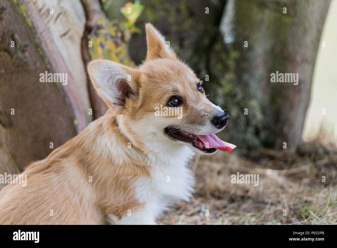 4 mes de edad Welsh Corgi Pembroke cachorro en un paseo por el campo, Oxfordshire, REINO UNIDO Foto de stock
