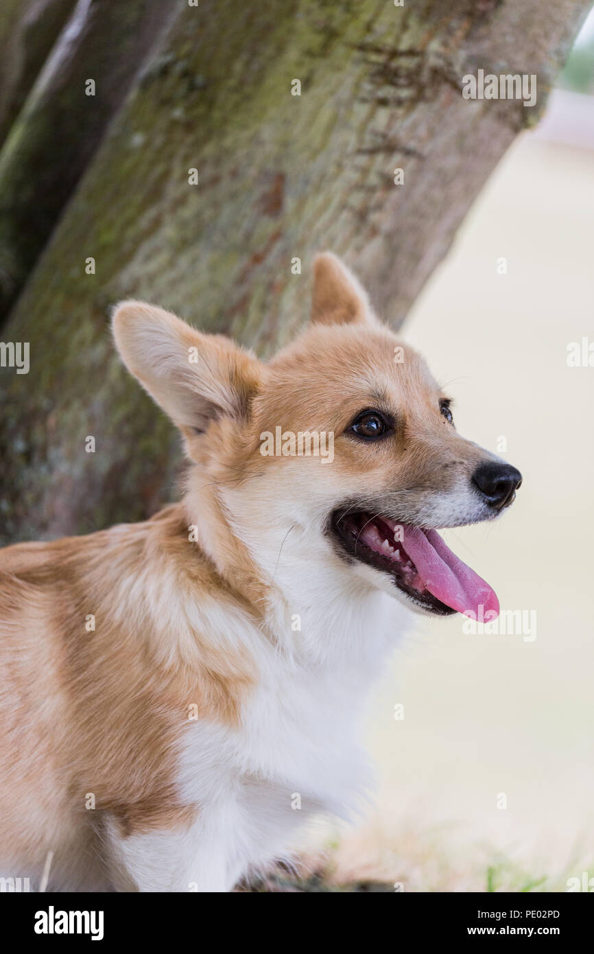 4 mes de edad Welsh Corgi Pembroke cachorro en un paseo por el campo, Oxfordshire, REINO UNIDO Foto de stock