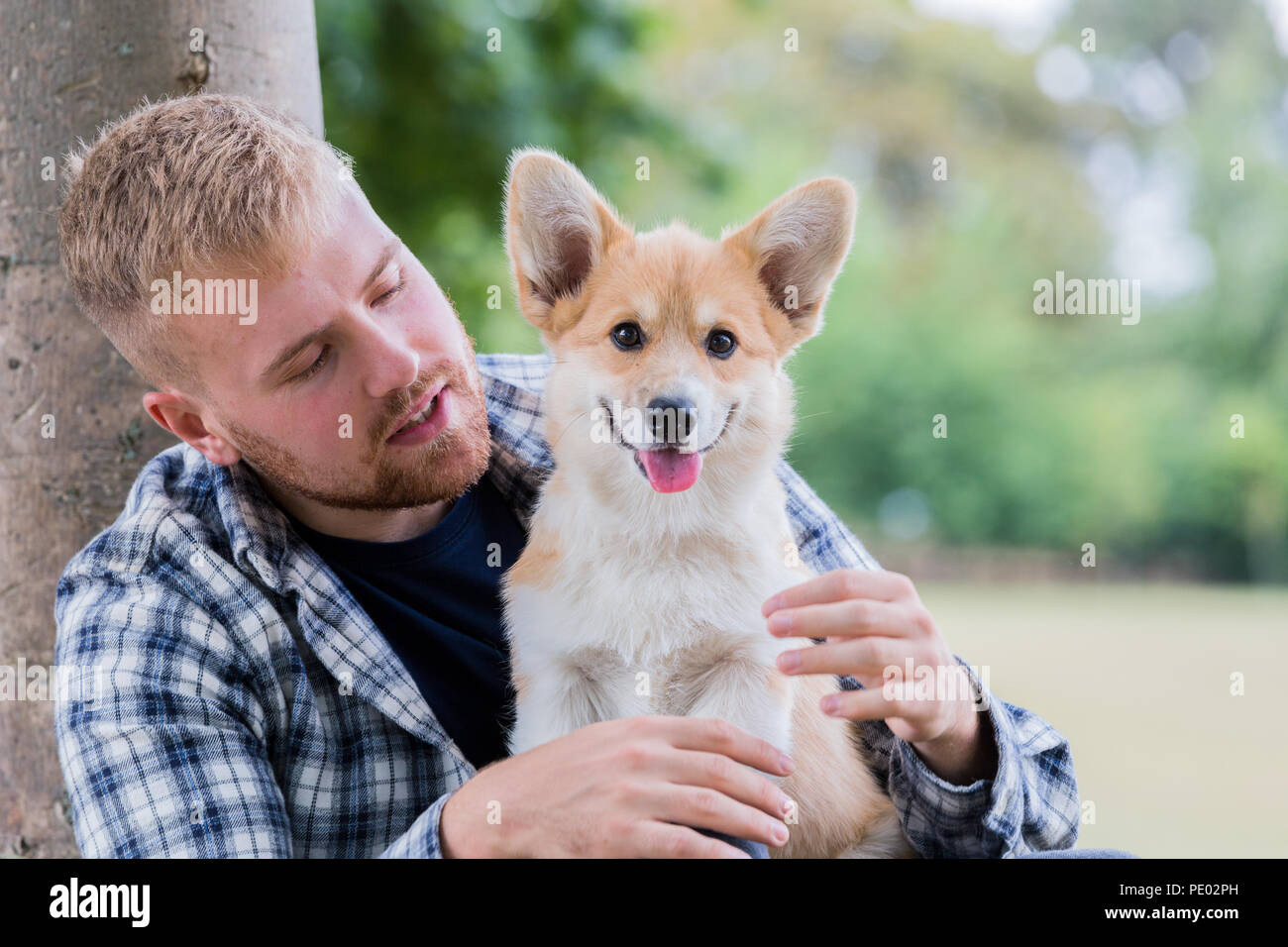4 mes de edad Welsh Corgi Pembroke cachorro en un paseo con su dueño macho en la campiña, Oxfordshire, REINO UNIDO Foto de stock