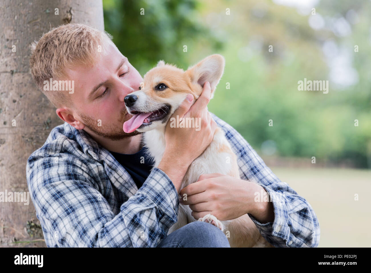 4 mes de edad Welsh Corgi Pembroke cachorro en un paseo con su dueño macho en la campiña, Oxfordshire, REINO UNIDO Foto de stock