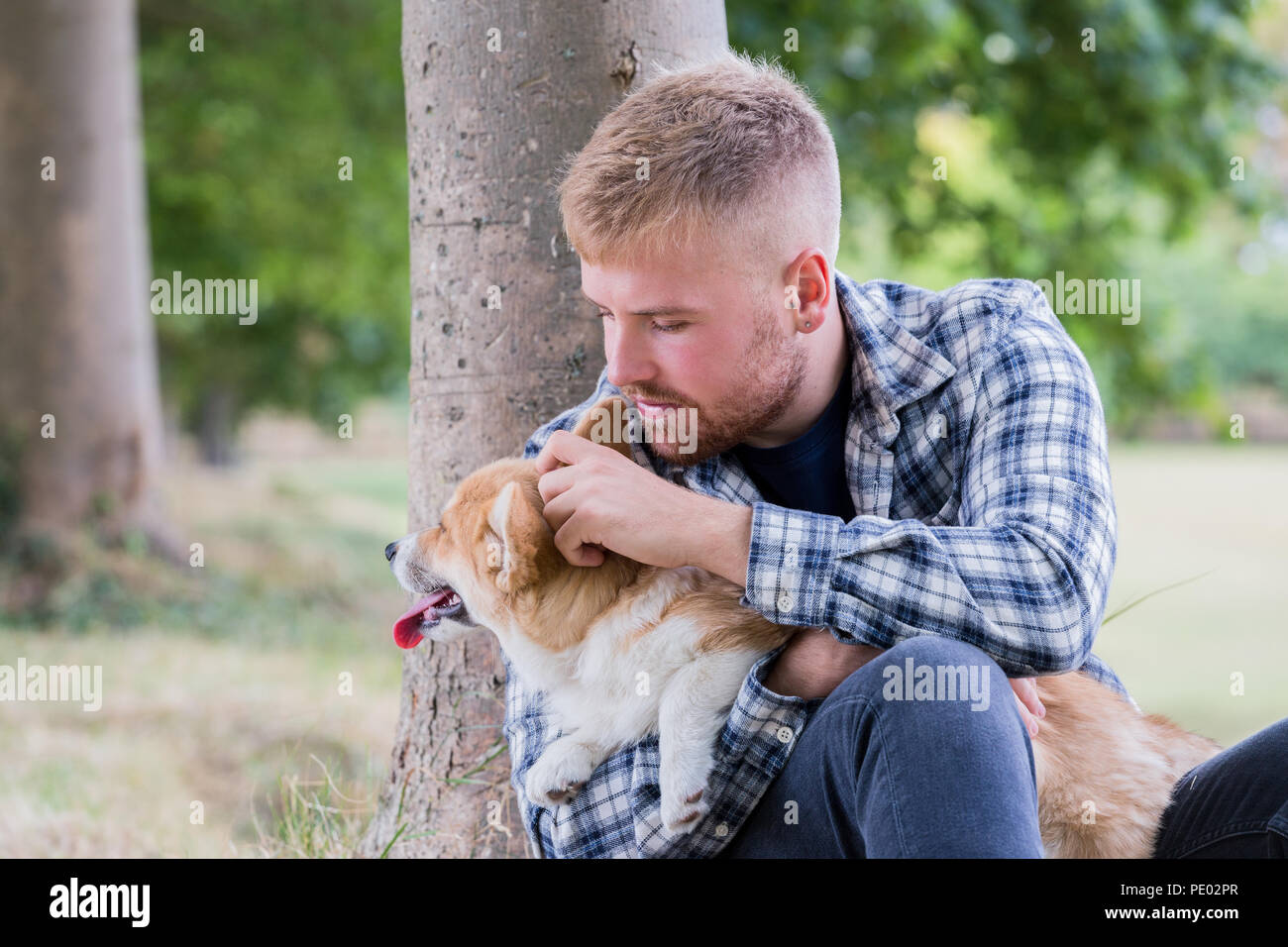 4 mes de edad Welsh Corgi Pembroke cachorro en un paseo con su dueño macho en la campiña, Oxfordshire, REINO UNIDO Foto de stock