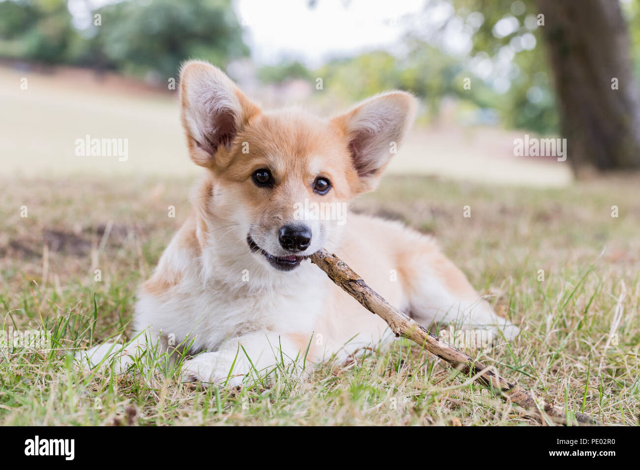 4 mes de edad Welsh Corgi Pembroke cachorro en un paseo por el campo, Oxfordshire, REINO UNIDO Foto de stock