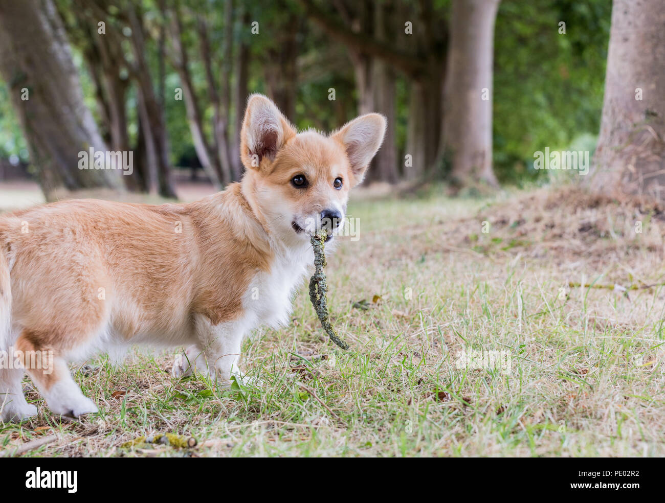 4 mes de edad Welsh Corgi Pembroke cachorro en un paseo por el campo, Oxfordshire, REINO UNIDO Foto de stock