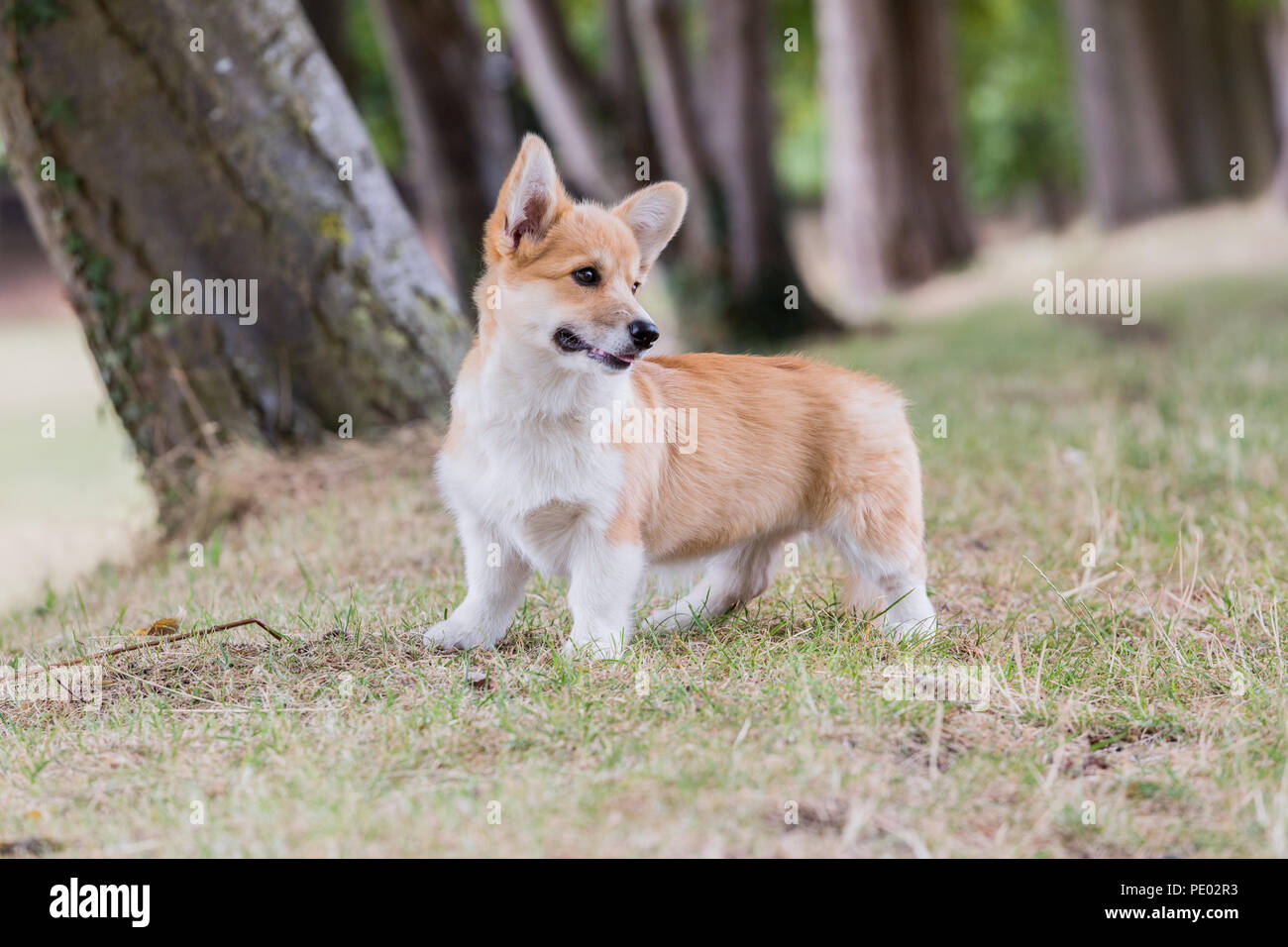 4 mes de edad Welsh Corgi Pembroke cachorro en un paseo por el campo, Oxfordshire, REINO UNIDO Foto de stock
