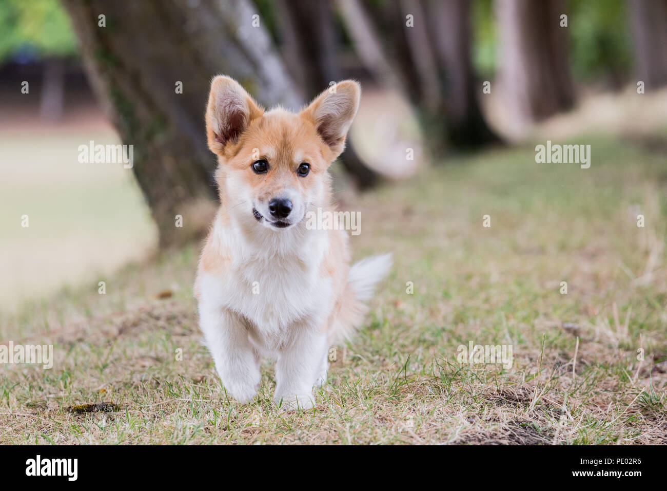 4 mes de edad Welsh Corgi Pembroke cachorro en un paseo por el campo, Oxfordshire, REINO UNIDO Foto de stock