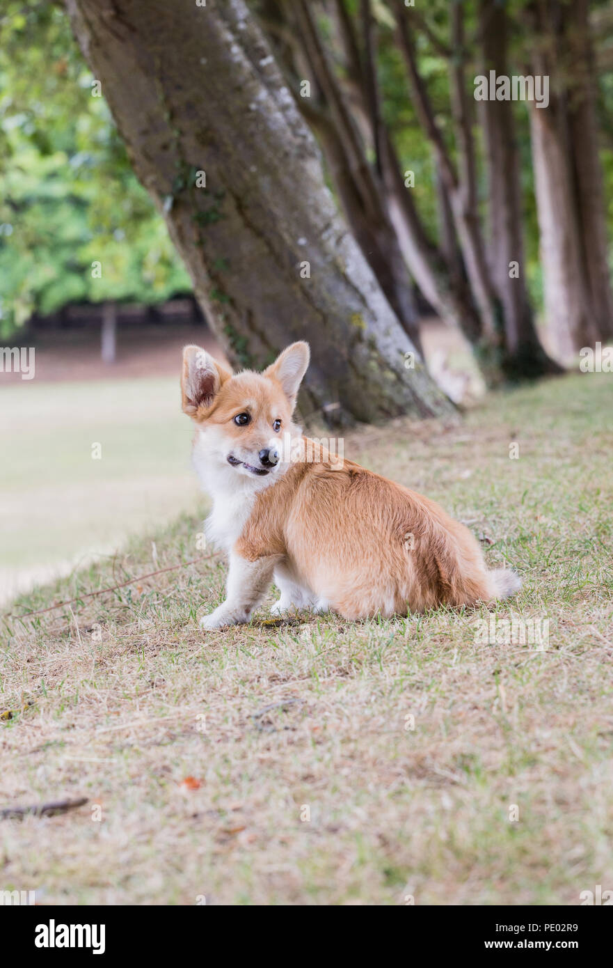 4 mes de edad Welsh Corgi Pembroke cachorro en un paseo por el campo, Oxfordshire, REINO UNIDO Foto de stock