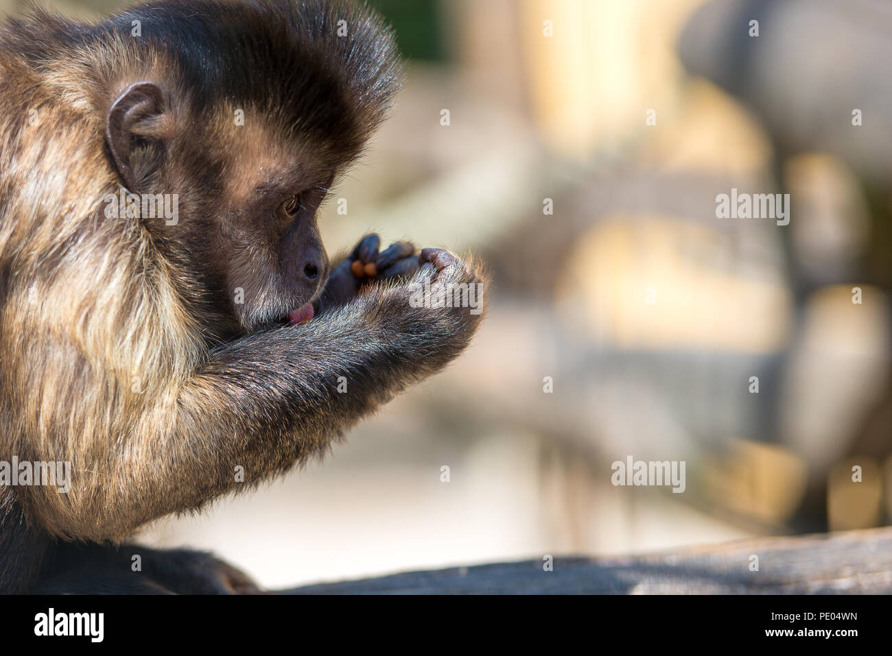 Los monos en el zoo Foto de stock