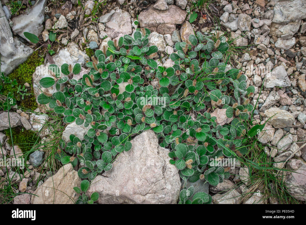 Salix reticulata en la montaña, cumbre Piribeg Sharr, sobre Kosovo Foto de stock