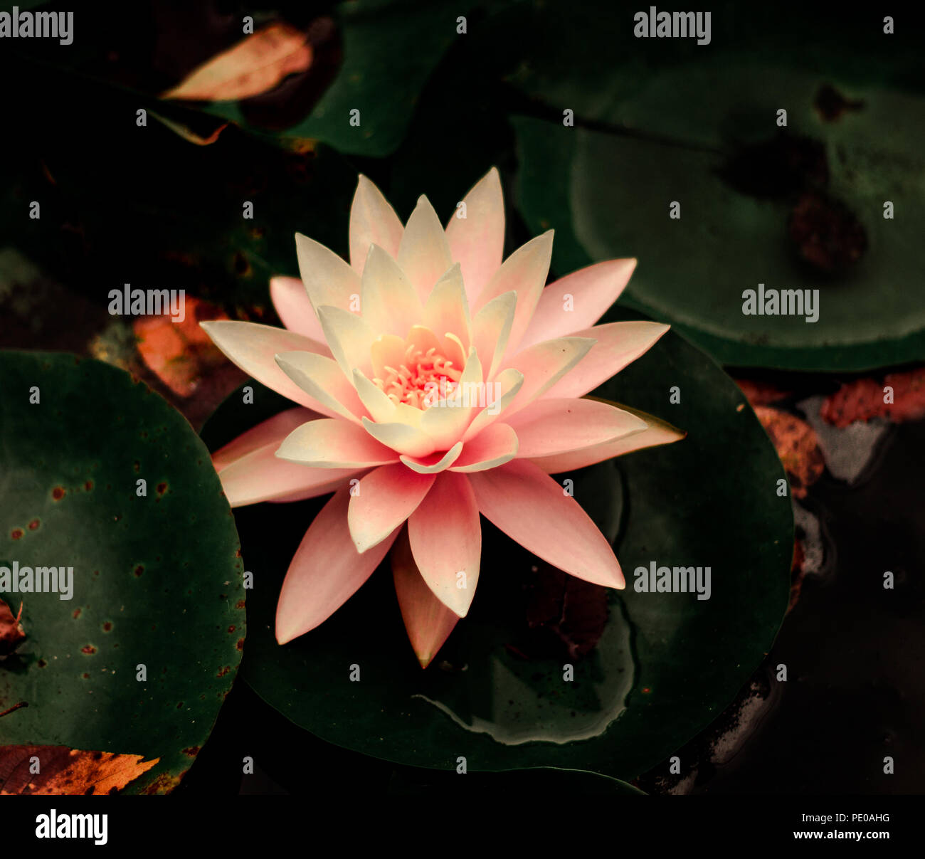 Noche Lotus Foto de stock