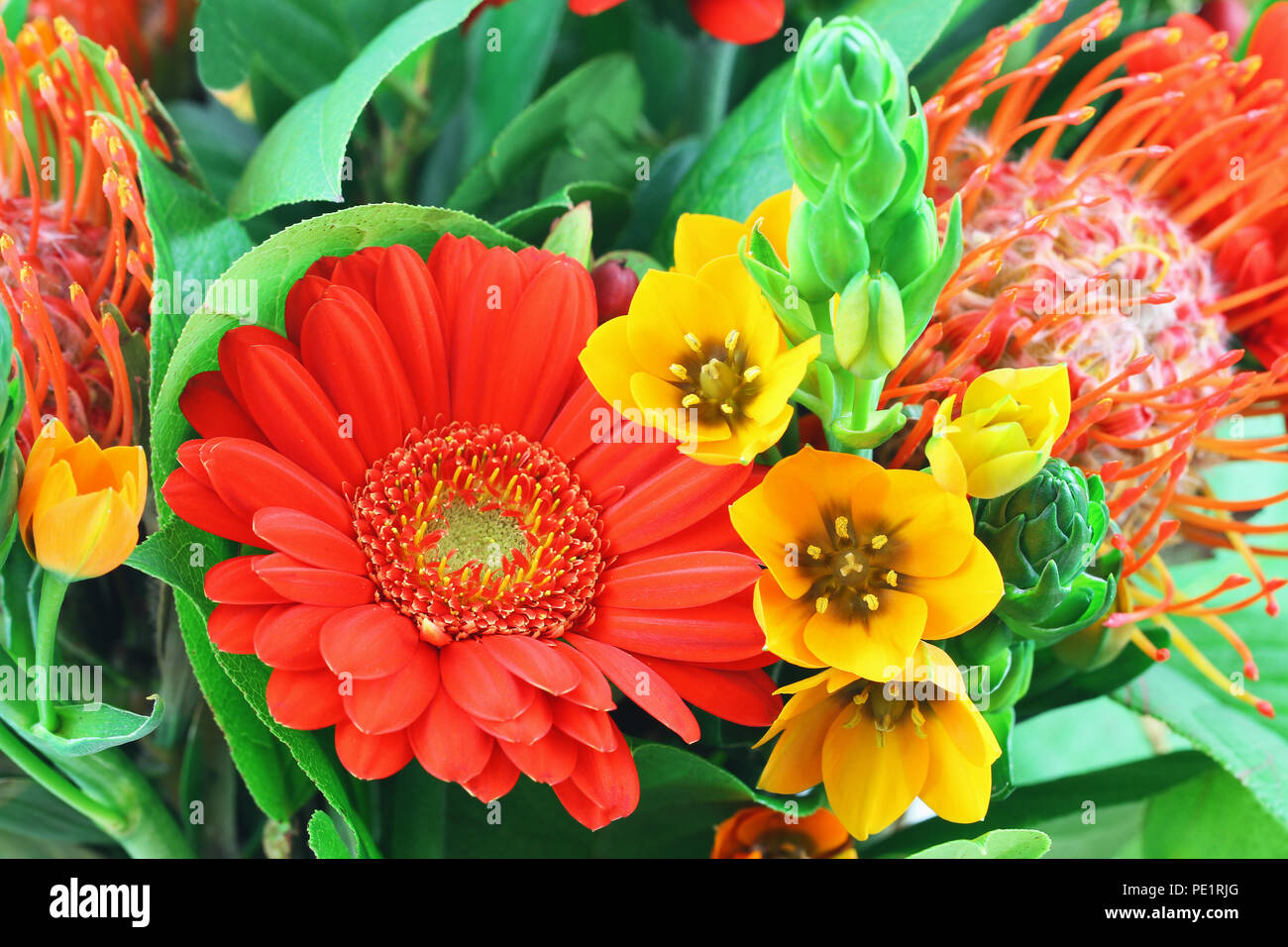 Flores de colores fotografías e imágenes de alta resolución - Alamy