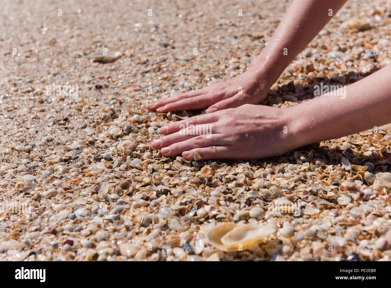 Mujer poner manos a conchas de mar de cerca. Cerca de manos femeninas en mariscos beach Foto de stock