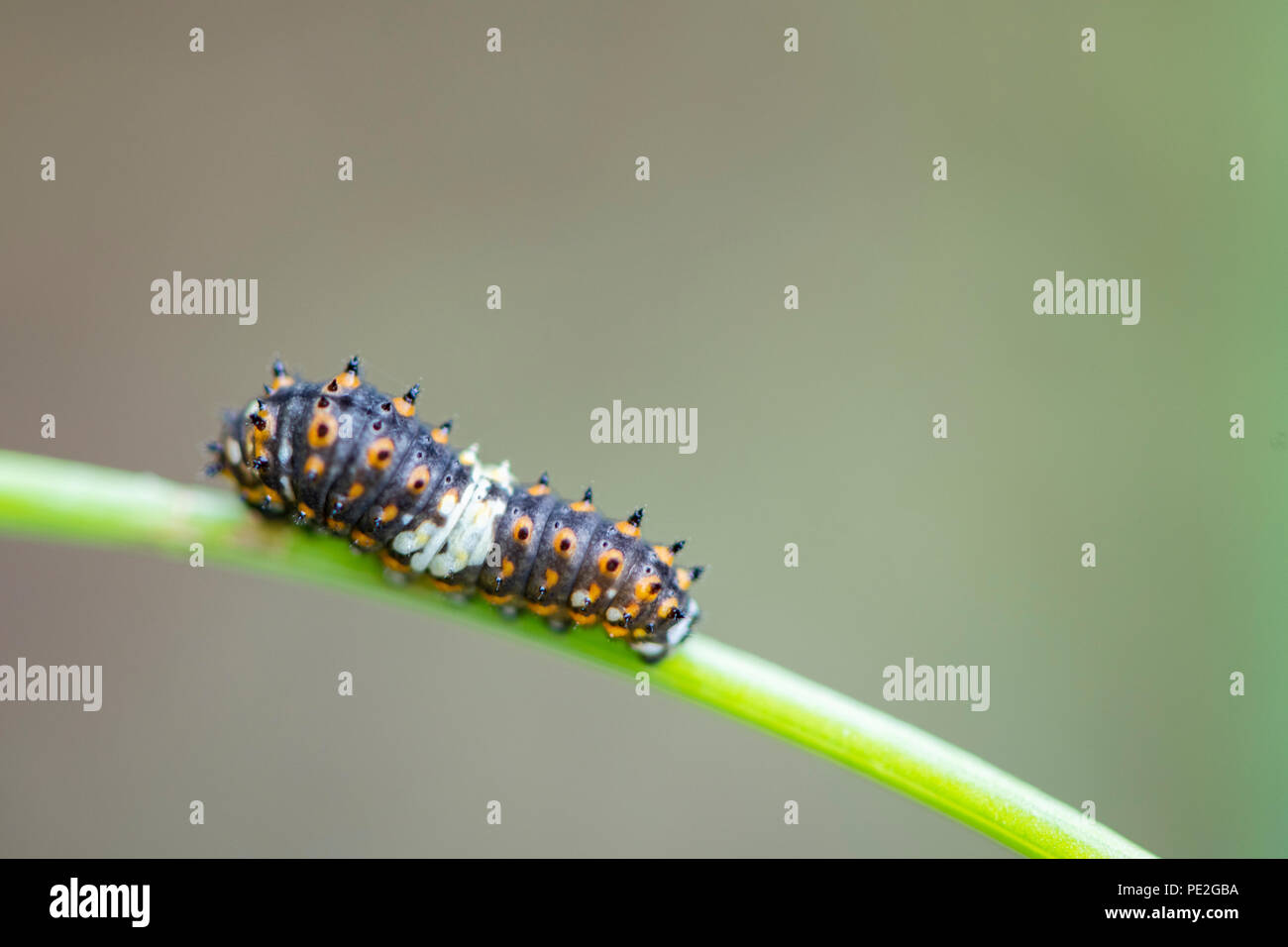 Este especie caterpillar de eneldo. Foto de stock