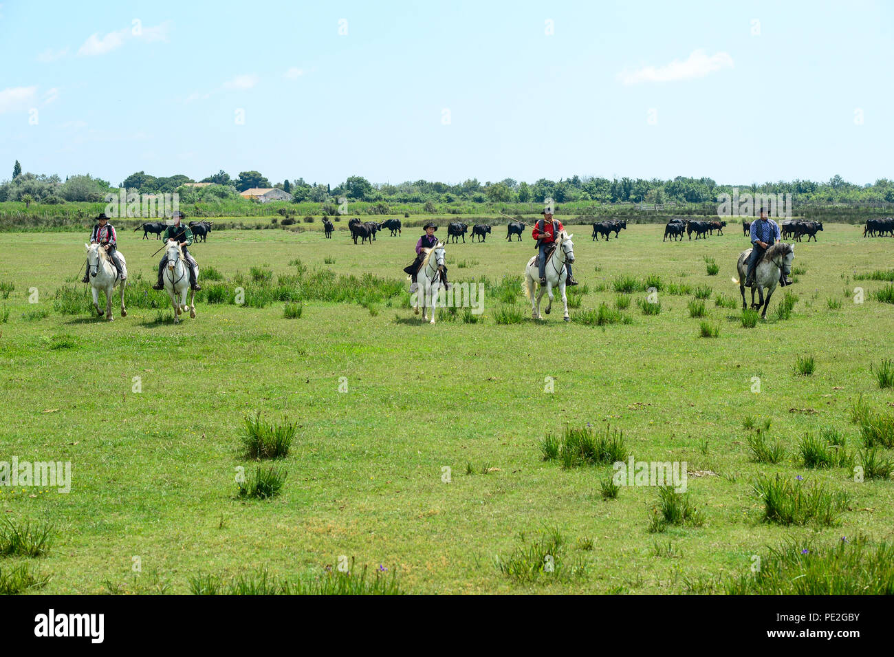 Los turistas de cruceros visitan una granja de caballos y toros con caballos jóvenes, trabajadores posando y jinetes redondeando los toros en la región de Camargue, Francia 2018 Foto de stock