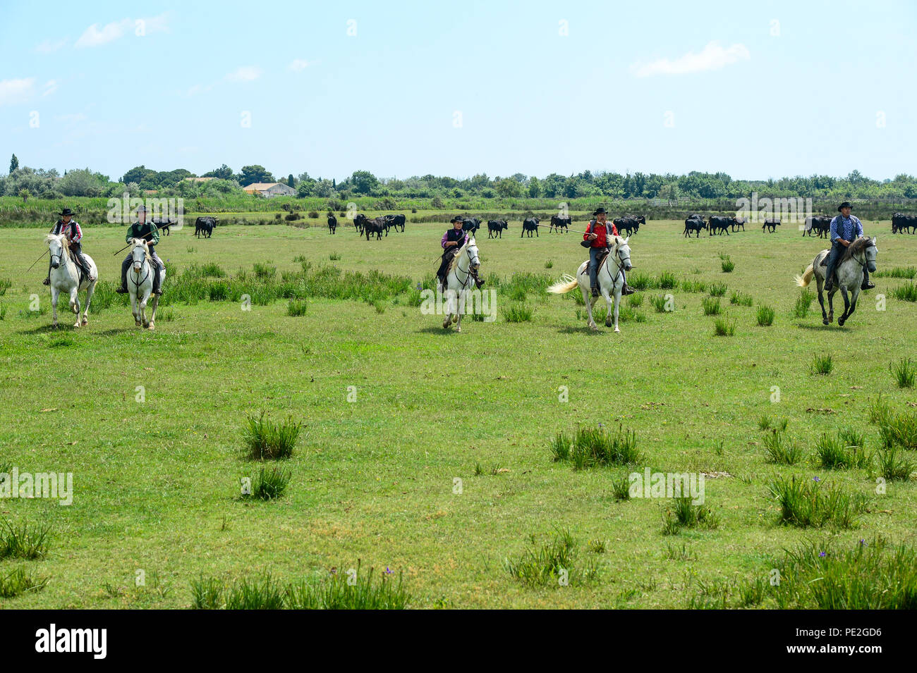 Los turistas de cruceros visitan una granja de caballos y toros con caballos jóvenes, trabajadores posando y jinetes redondeando los toros en la región de Camargue, Francia 2018 Foto de stock