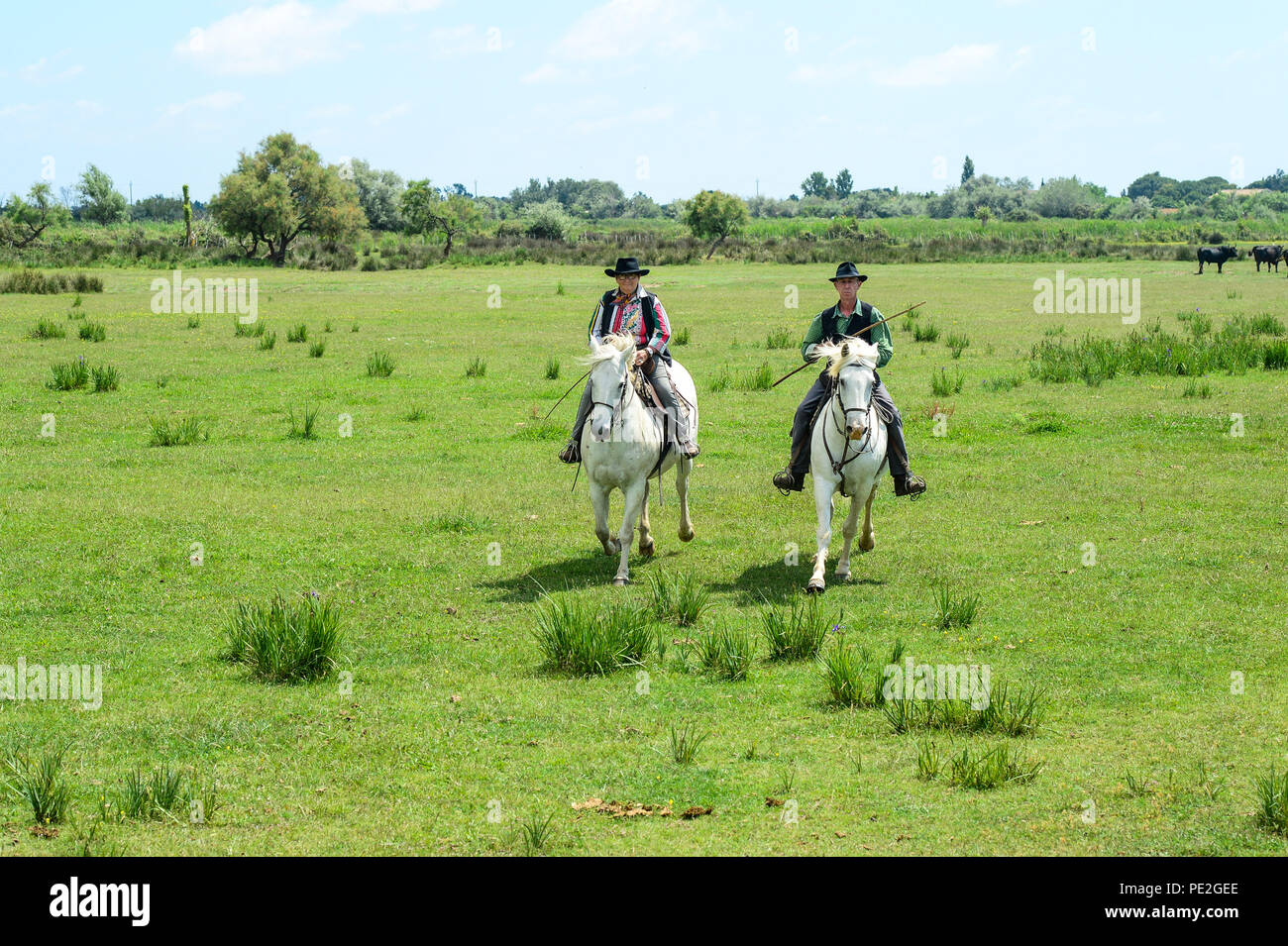 Los turistas de cruceros visitan una granja de caballos y toros con caballos jóvenes, trabajadores posando y jinetes redondeando los toros en la región de Camargue, Francia 2018 Foto de stock