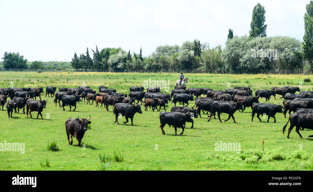 Los turistas de cruceros visitan una granja de caballos y toros con caballos jóvenes, trabajadores posando y jinetes redondeando los toros en la región de Camargue, Francia 2018 Foto de stock
